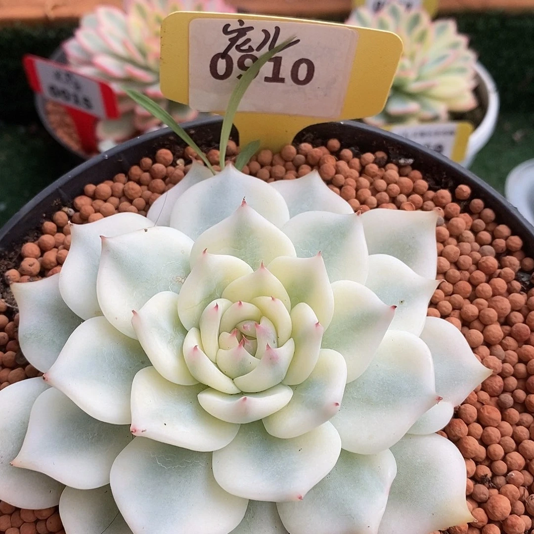 ****儿910哈哈哈哈哈哈哈哈哈