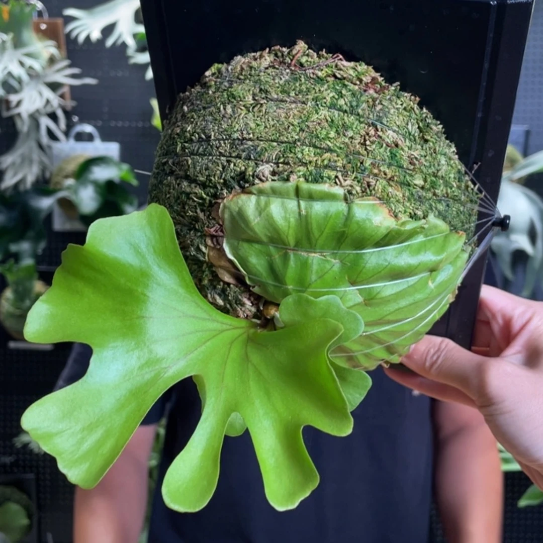 【闪购商品】完全开放-亚猴云