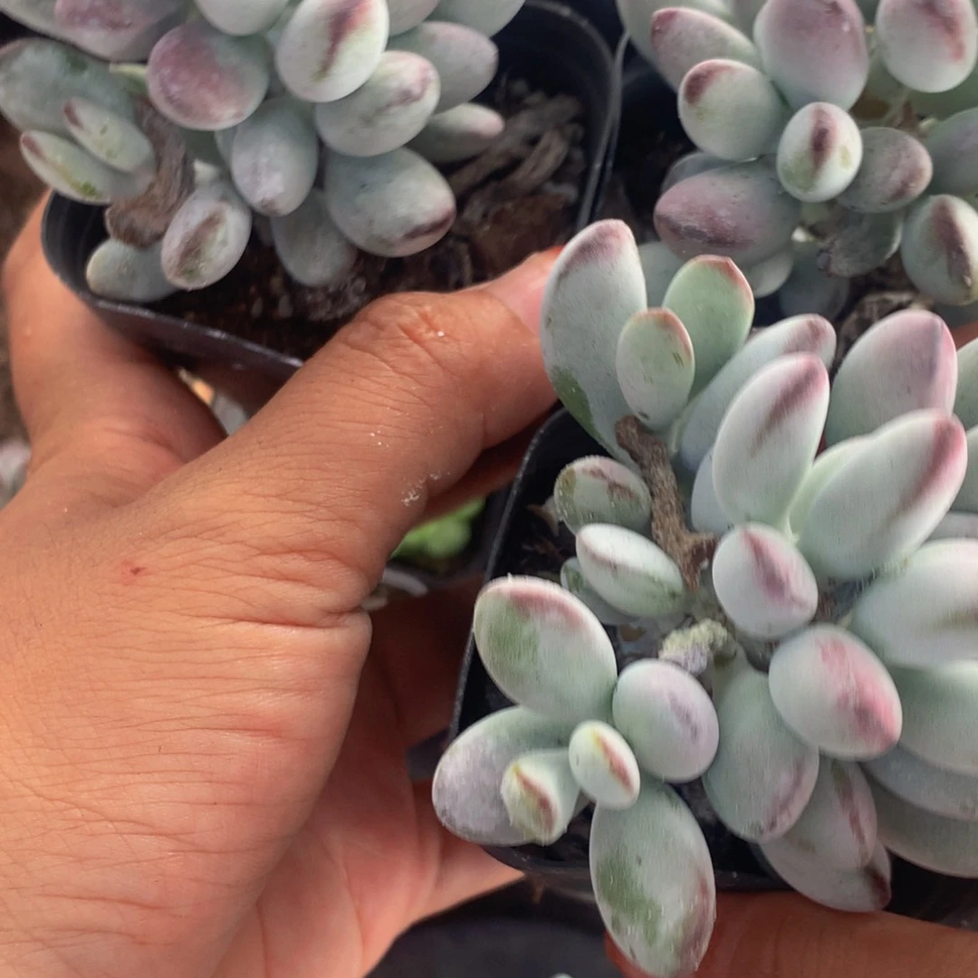 乒乓  （满9.99包邮不满9.99发叶子）