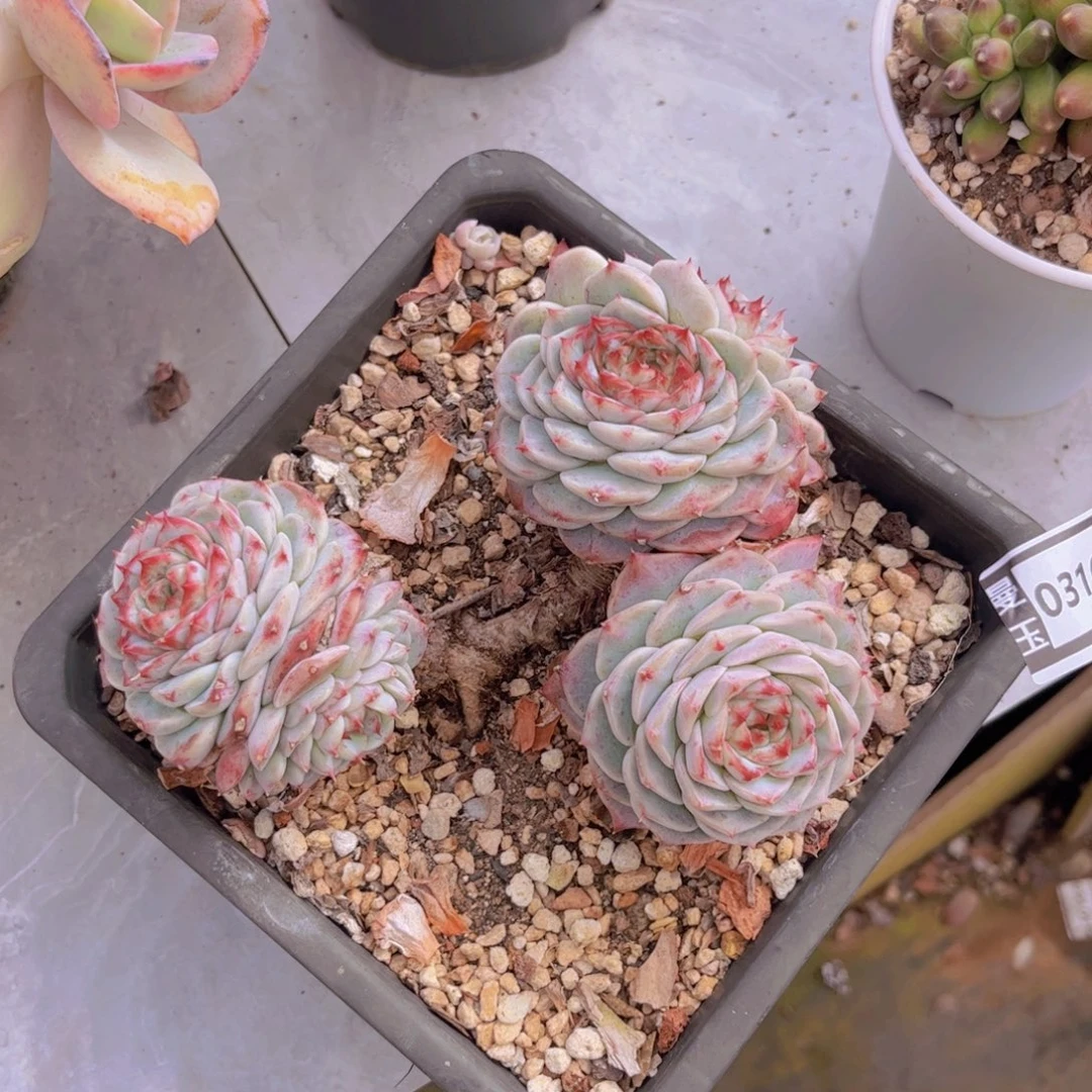 天鹅绒多肉植物03169