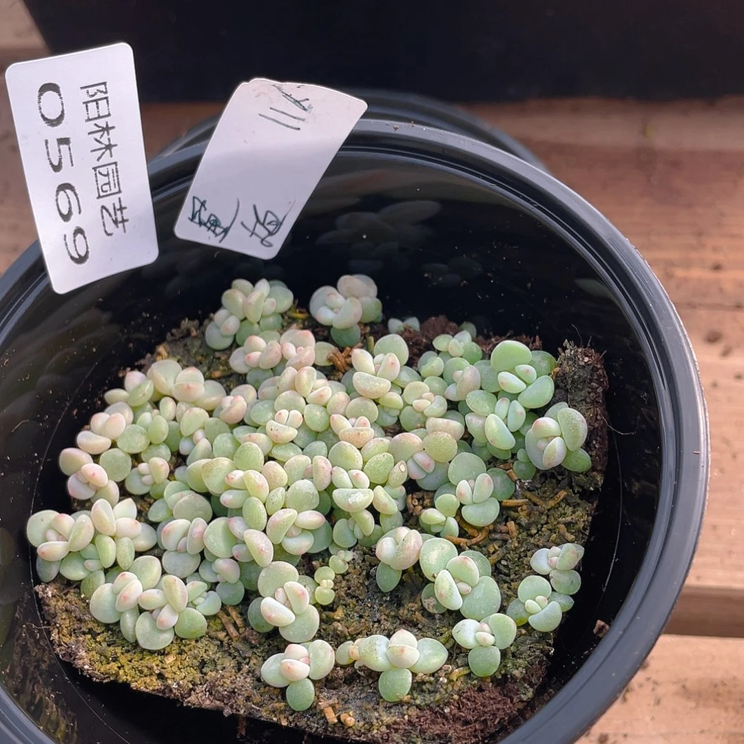 量拍多肉植物多肉植物569