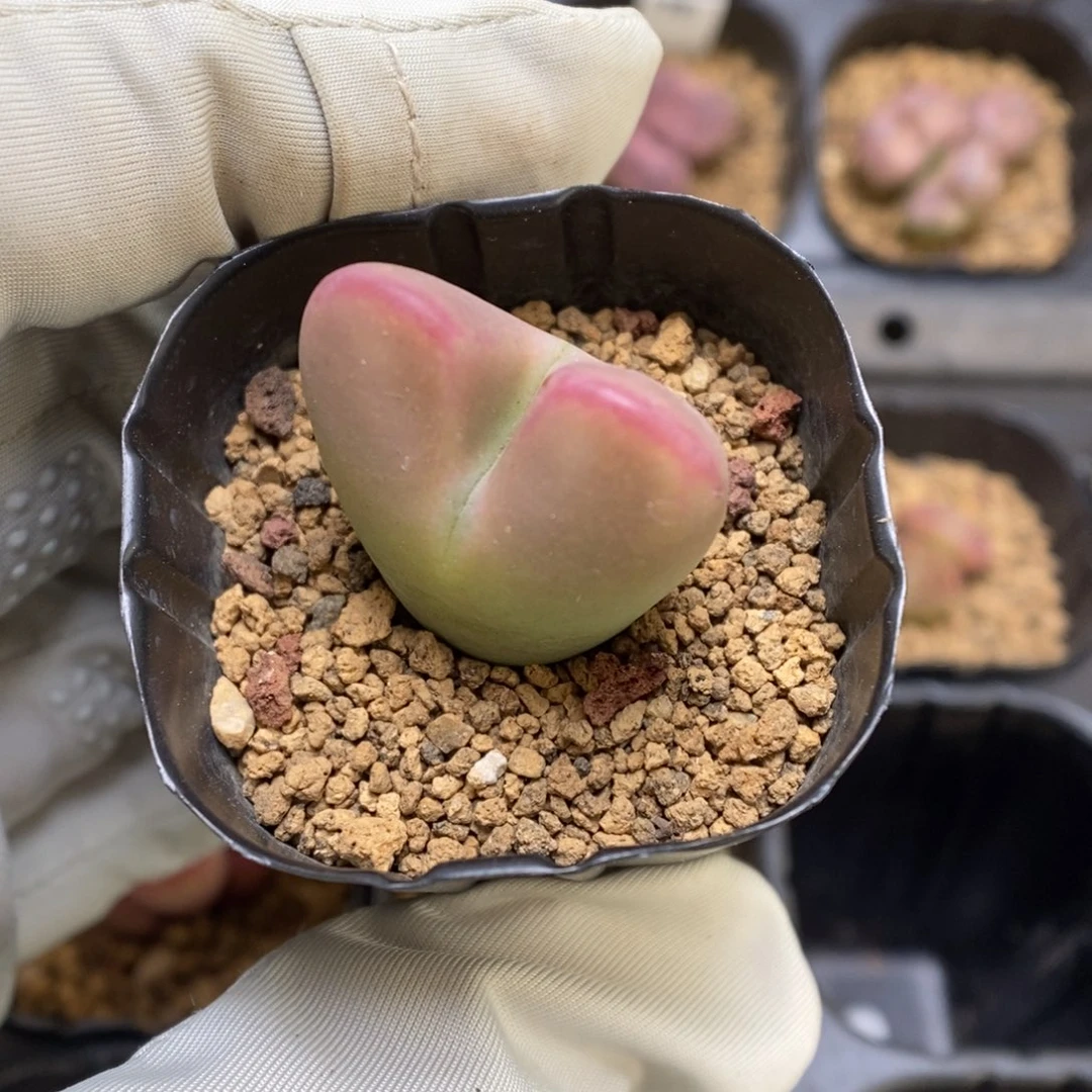 多肉植物肉锥杂交K-3639(2.4)红油皮 将杂