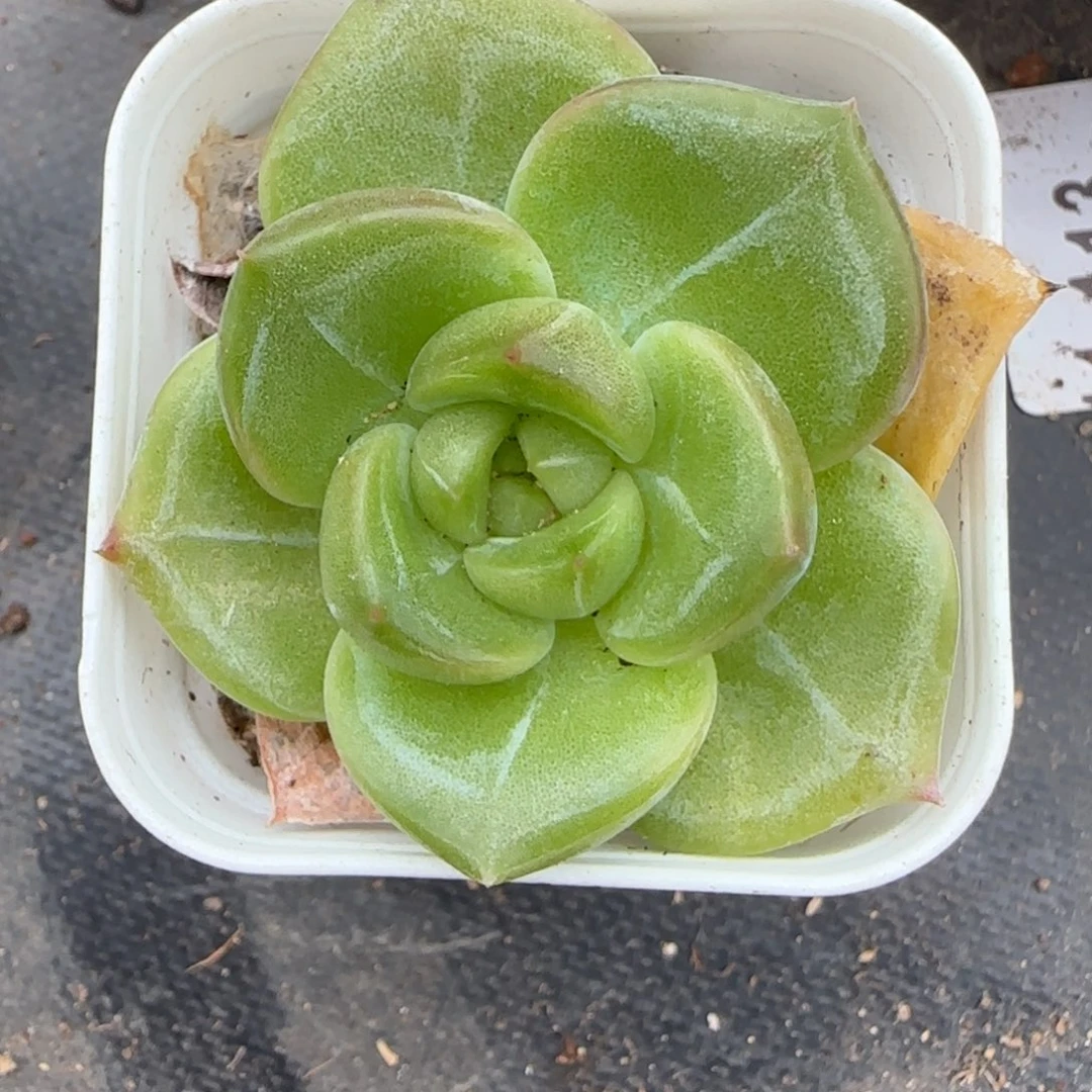 小卡拉米糖心一物一拍