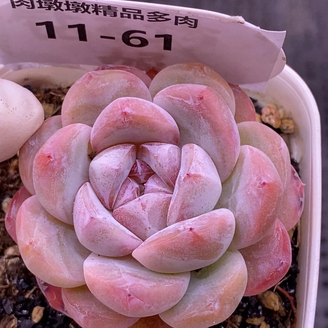 【闪购商品】11-61