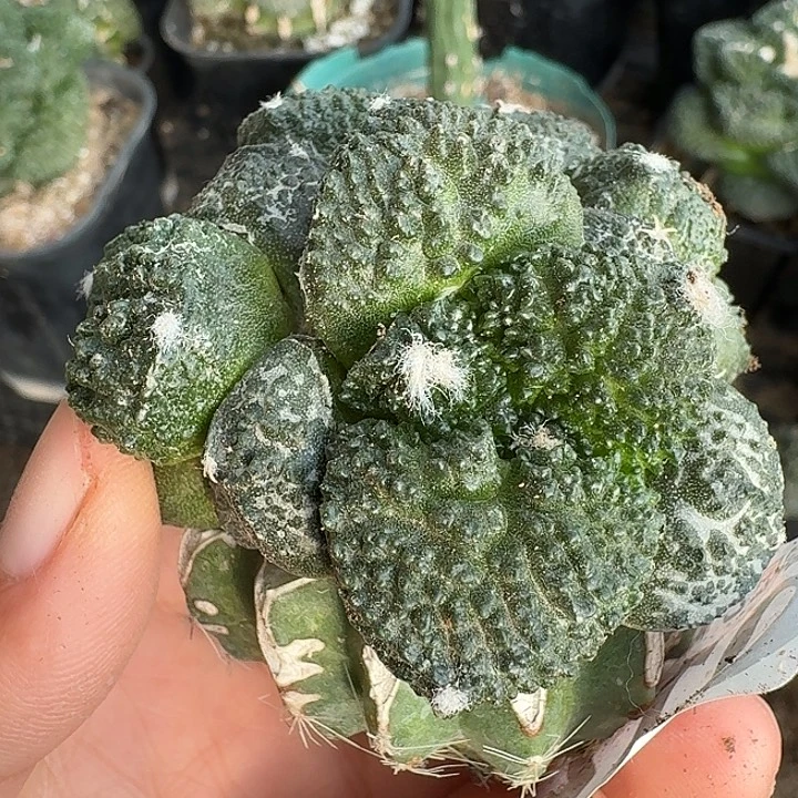 无花朵012大尤厚尤哥斯拉牡丹