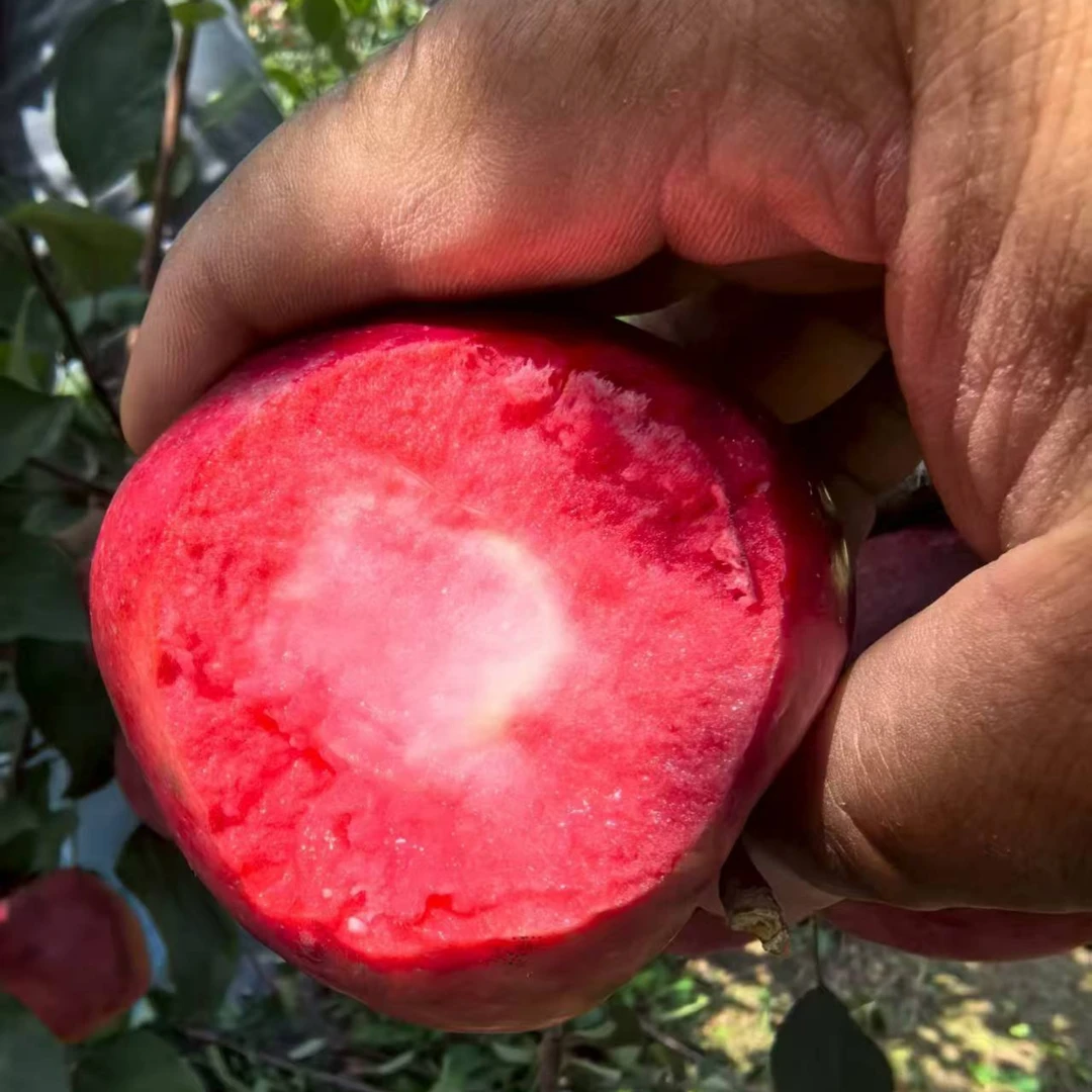 中秋送礼佳品红心苹果礼盒装新鲜应季酸甜适口