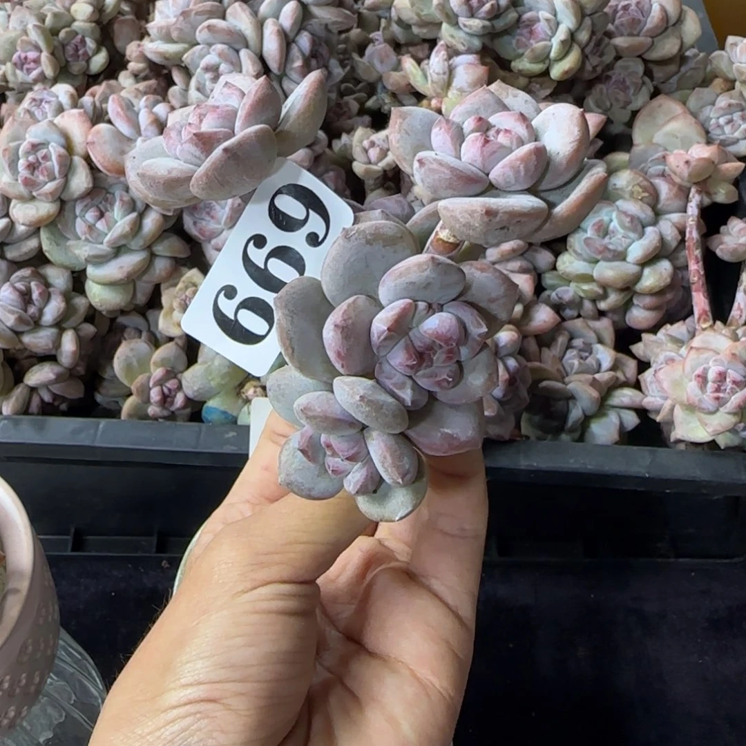 星影5头无根一物一拍669