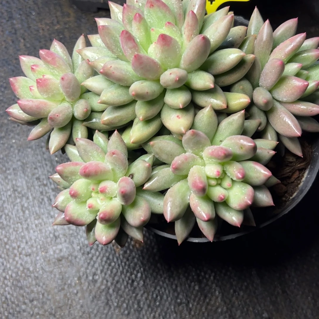 布****97号二代虞美人多肉12