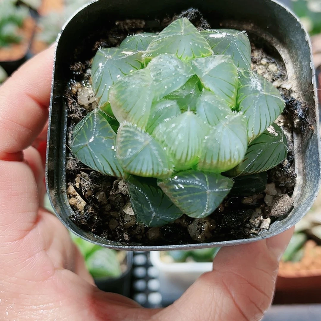 【闪购商品】白赤线