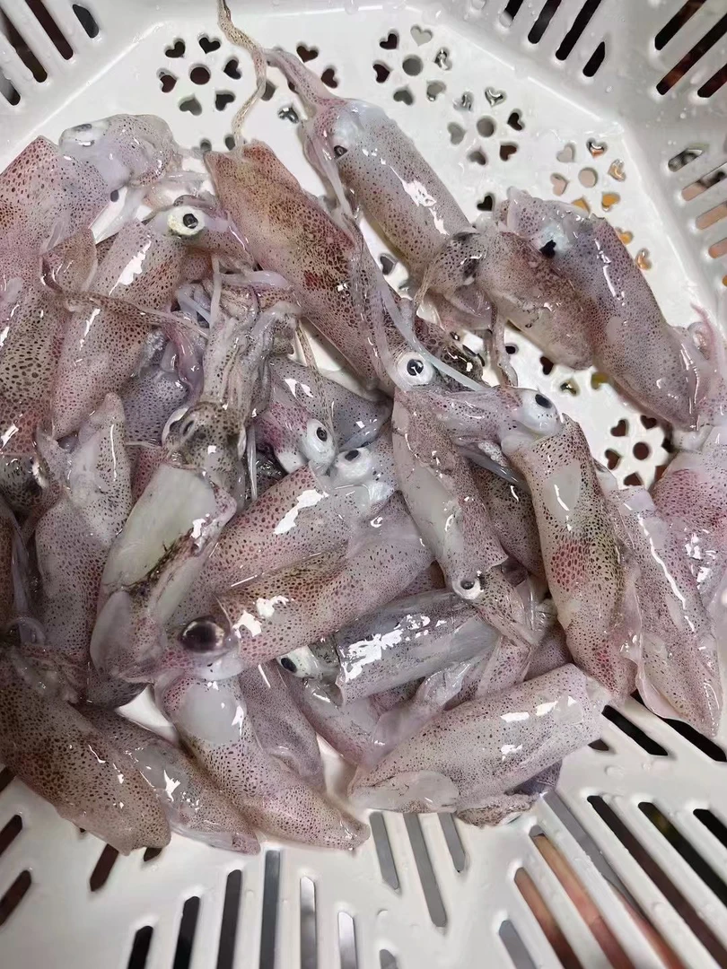 (小阿姨推荐)船冻一口管