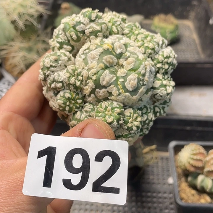 完全开放192多头兜缀一个仙人球
