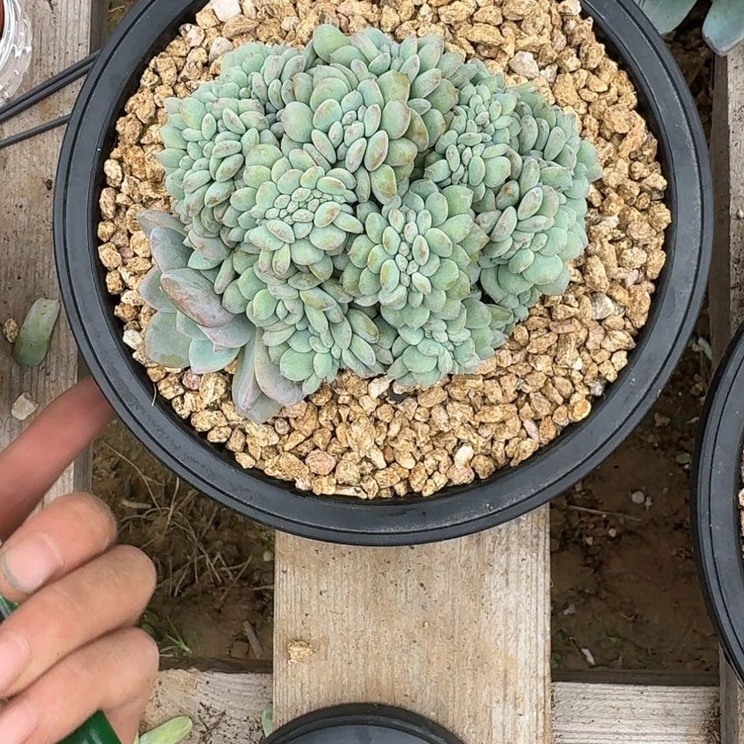 算***鸟星影树缀无砍多肉