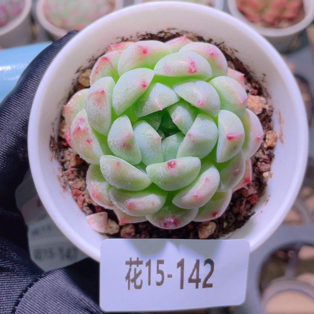 花利美15-142新品