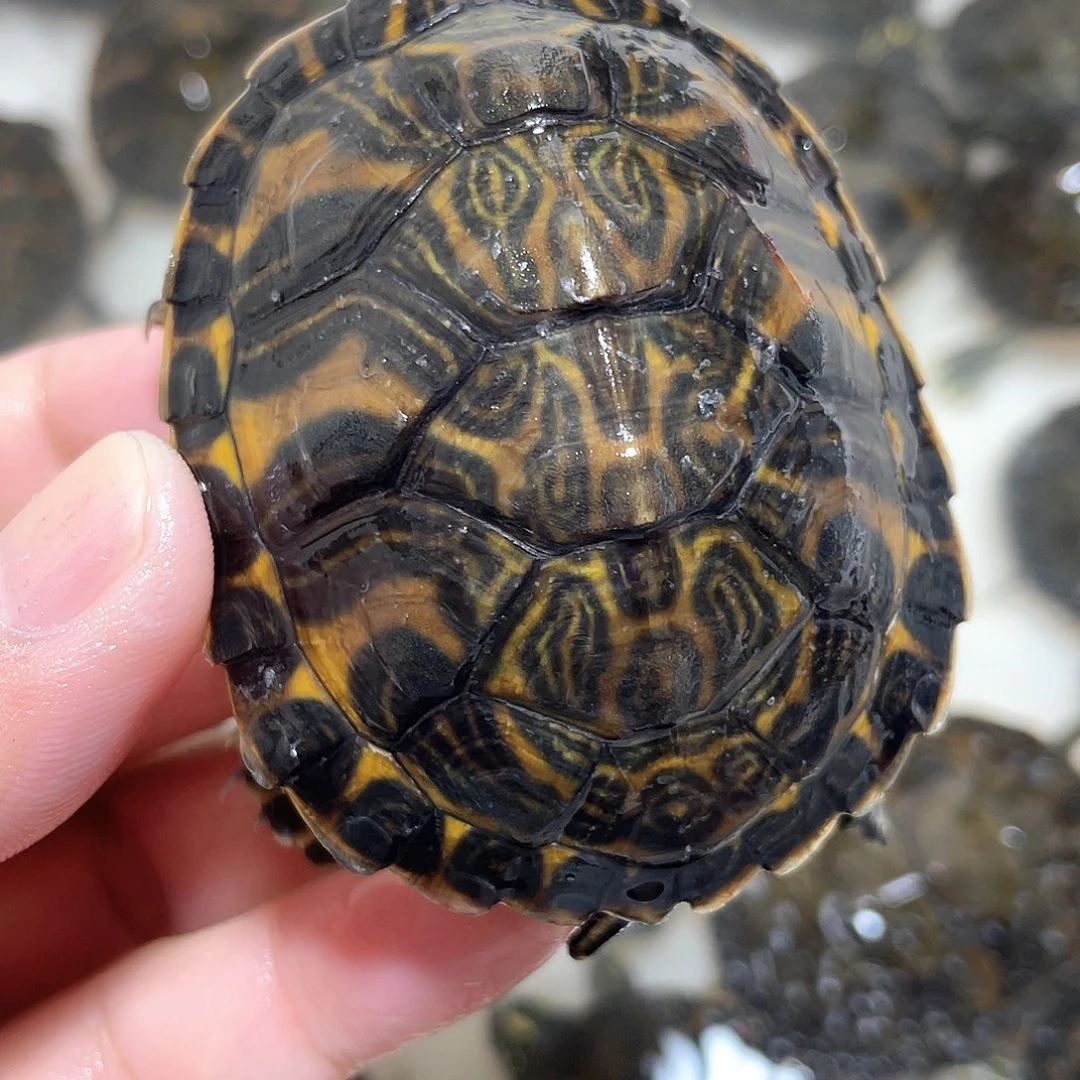 宠物龟不分公母火焰