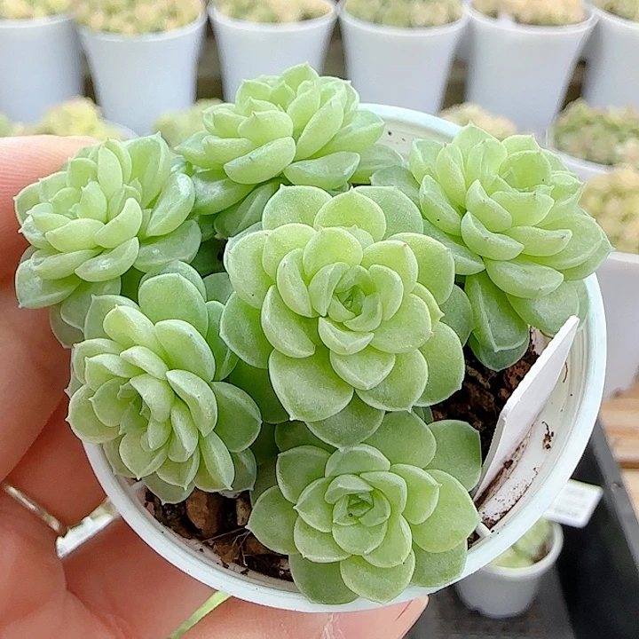 1121-81（ht-13）优选