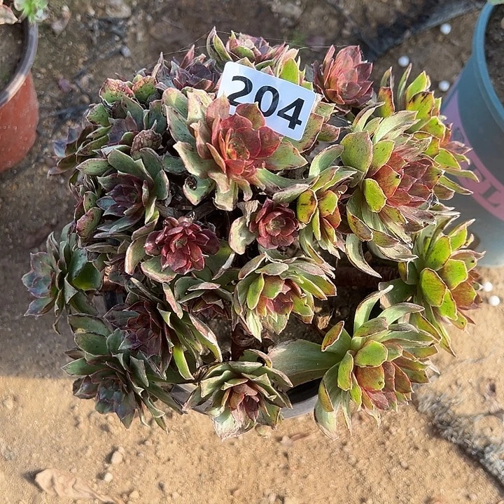 多肉植物红丝绒204