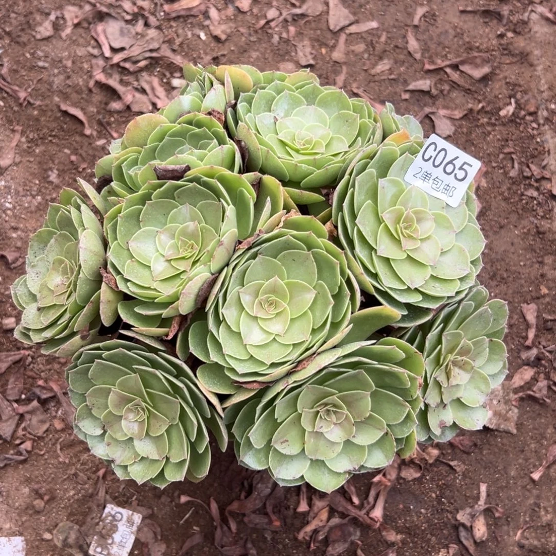 065多肉  万圣节 不包断头