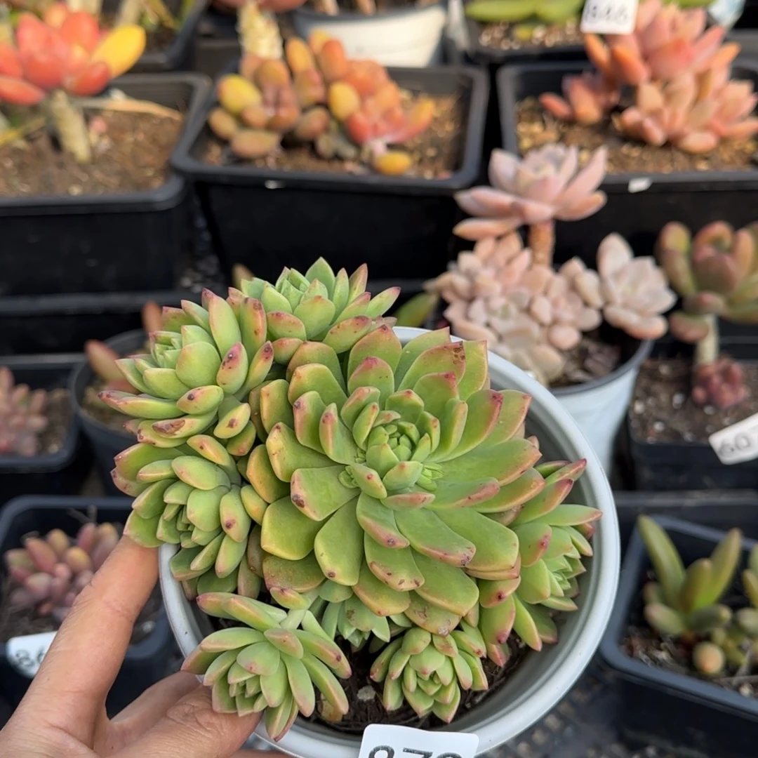 879号一物一拍一物一拍