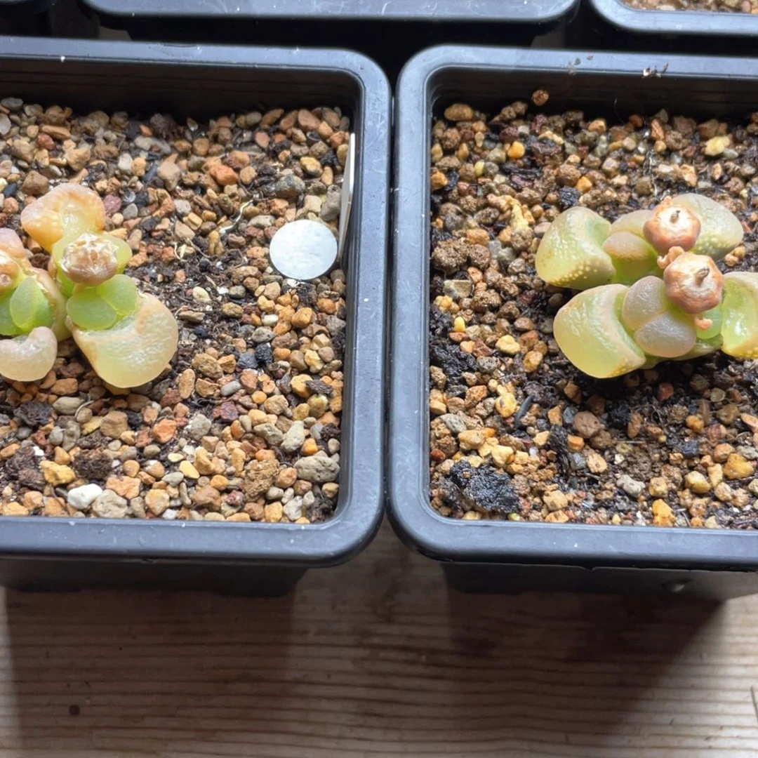 番***肉多肉双头优选c10杂交风铃两可  羊