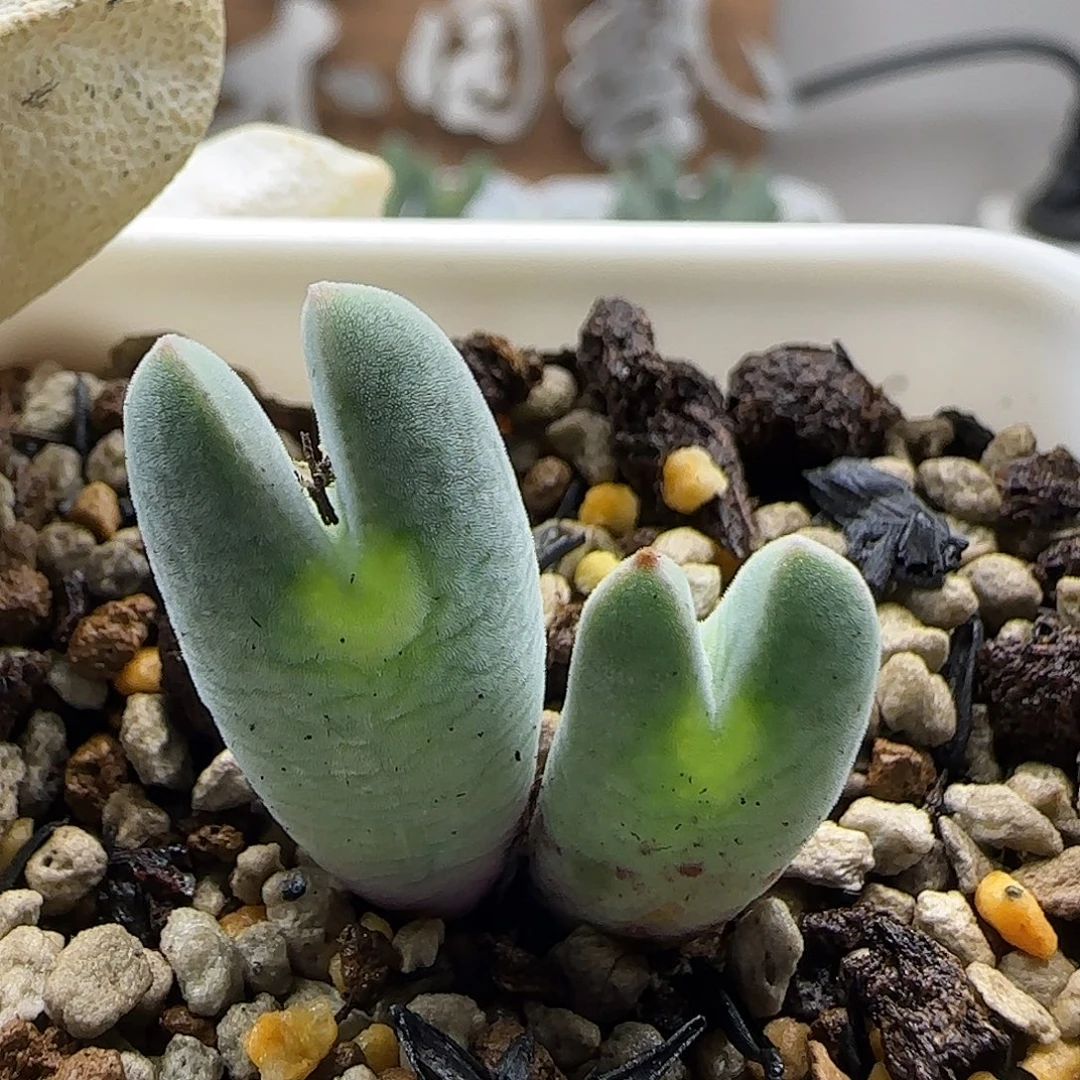 11-21-10-3当天满38包邮小猪蹄杂空蝉脱土