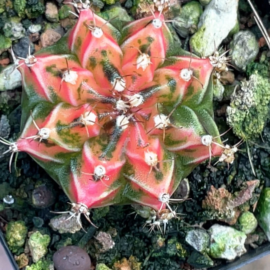 当前无花朵，栽培后可花朵透粉米哈锦