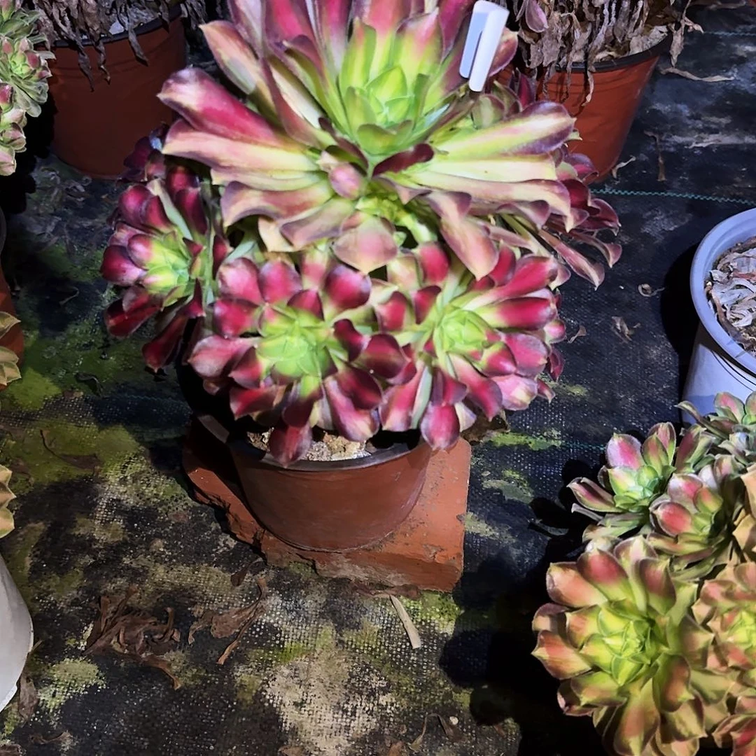 多肉植物韶华0527