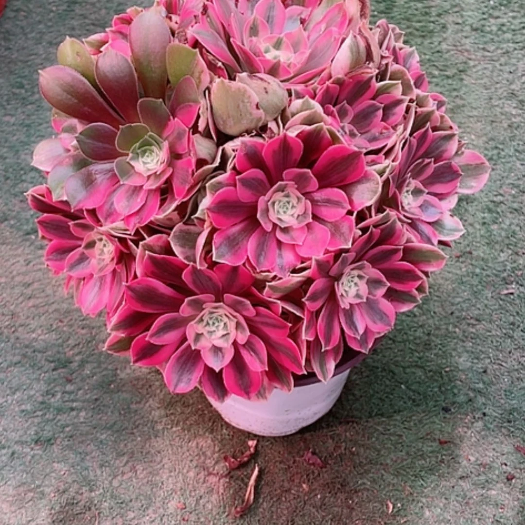 【闪购商品】东****府法师好看也好养