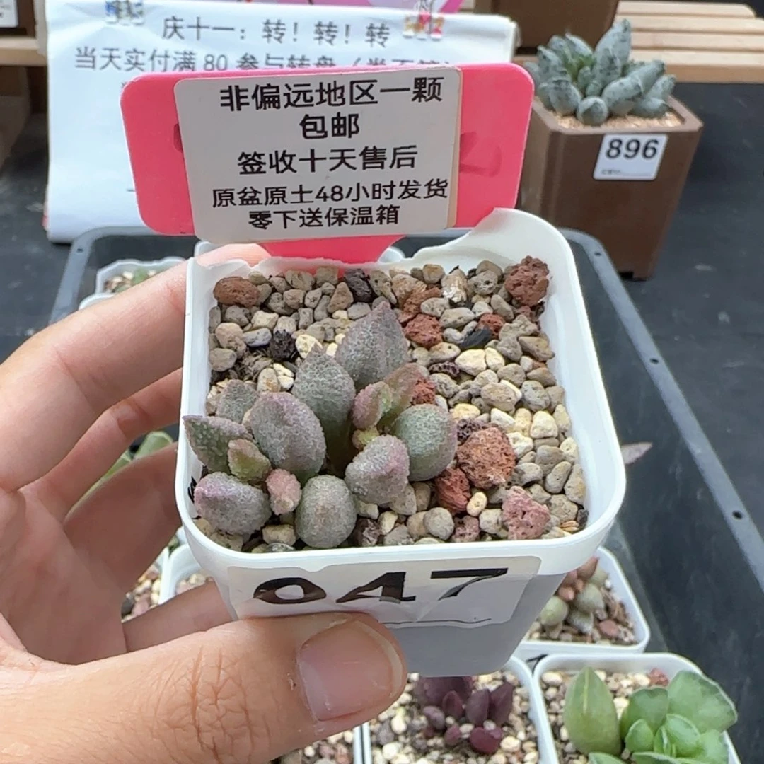 047暗恋多肉植物