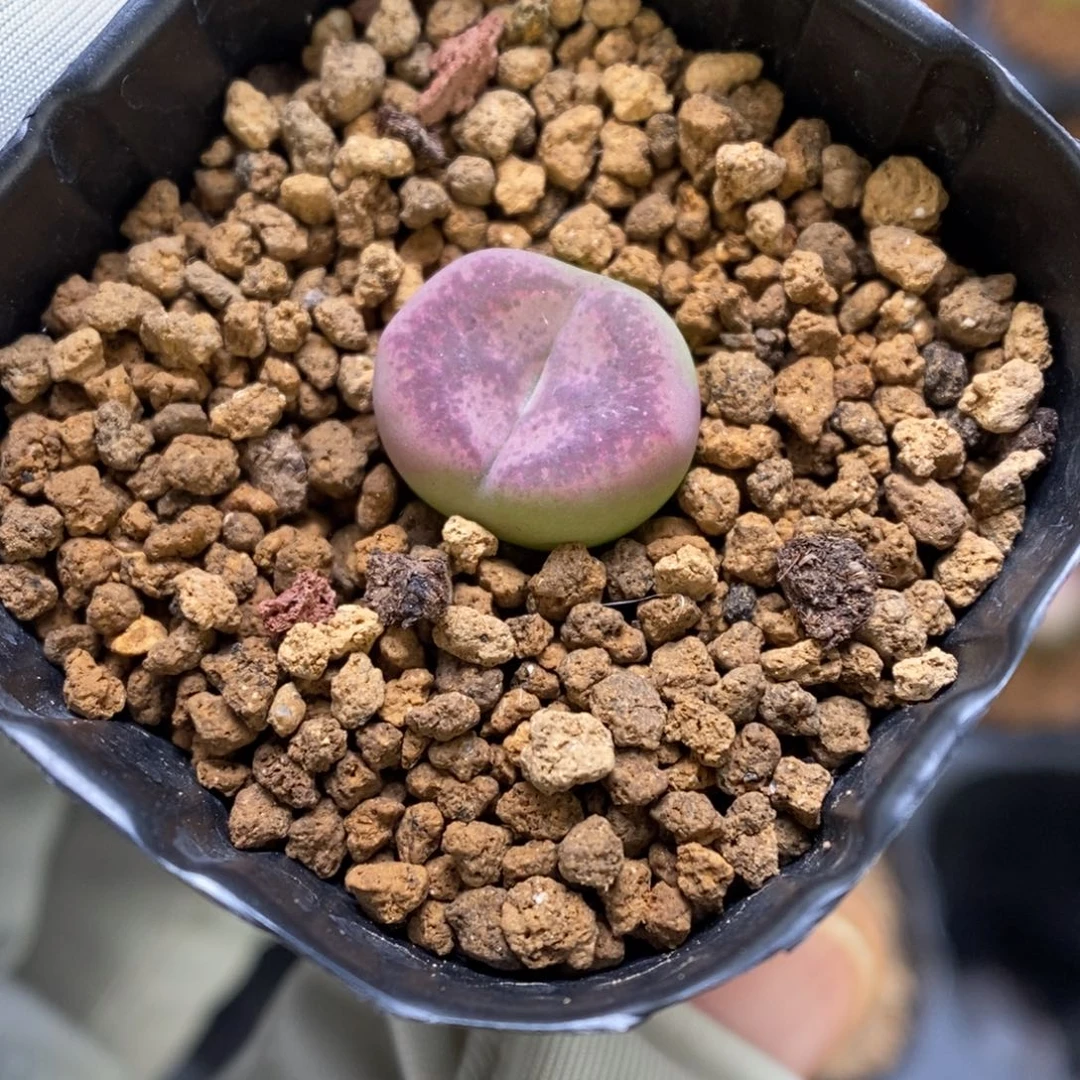 多肉植物肉锥杂交K-3412