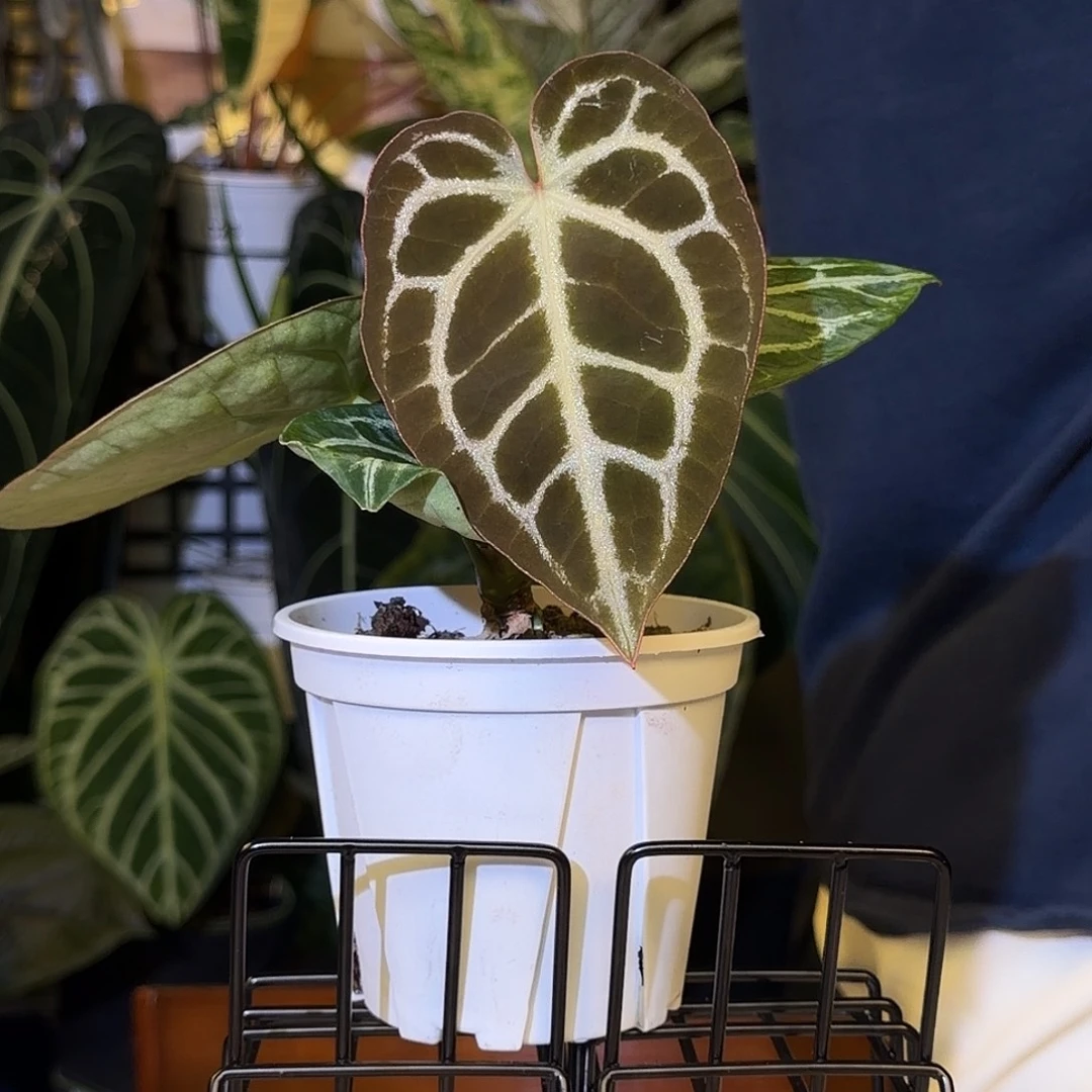 完全开放H71巧克力杂撕裂纹