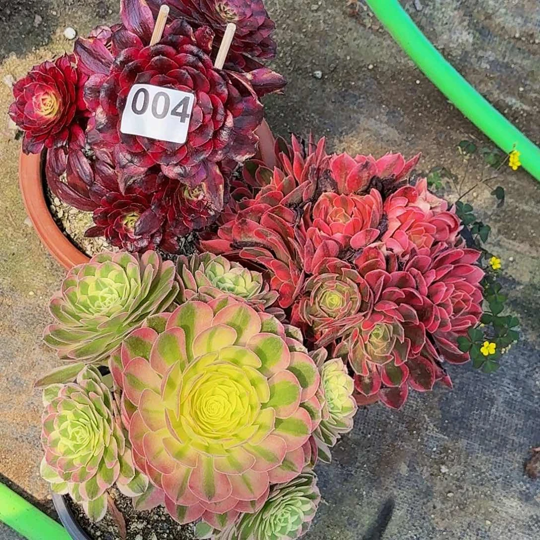 004三颗嫩桩多肉植物