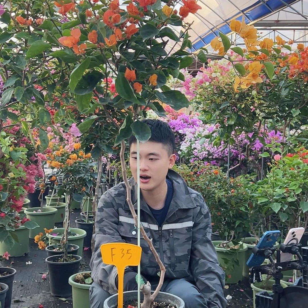 清****大部分花苞少量开放F35阿达纳