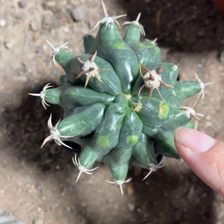 我***心实生石化龟甲巨鸠玉