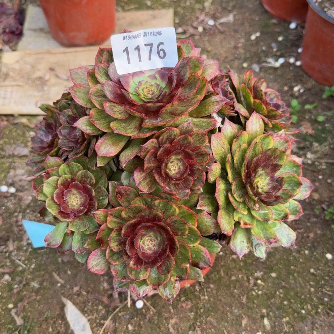 1176红丝绒。多肉植物