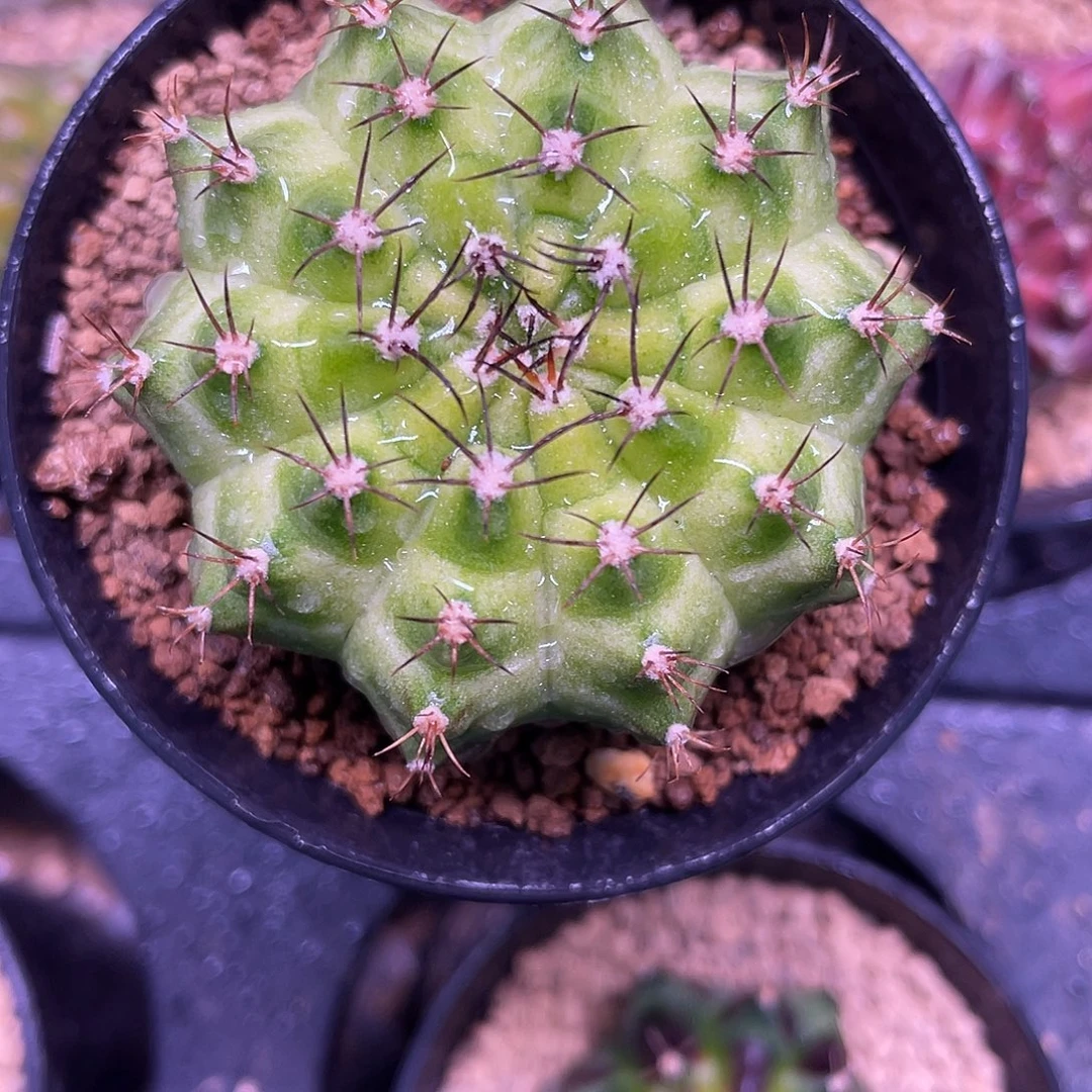 1-291轮回4.9厘米米哈