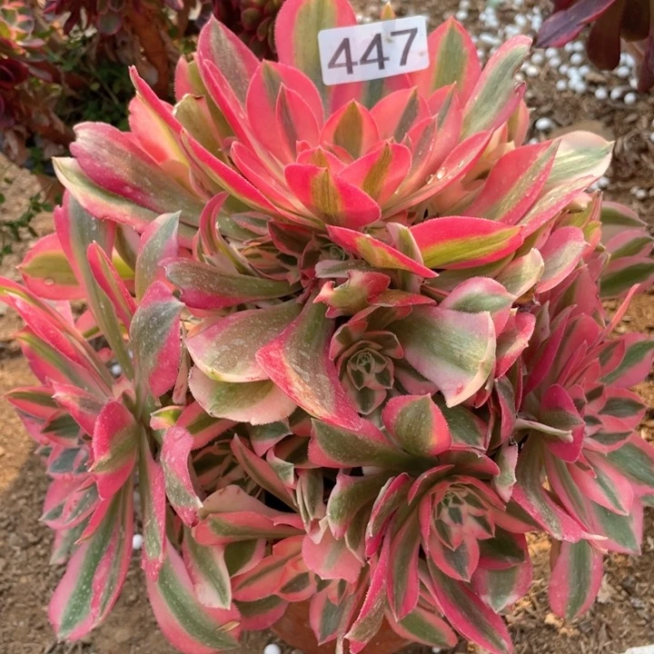 君*兰447多肉植物粉女巫