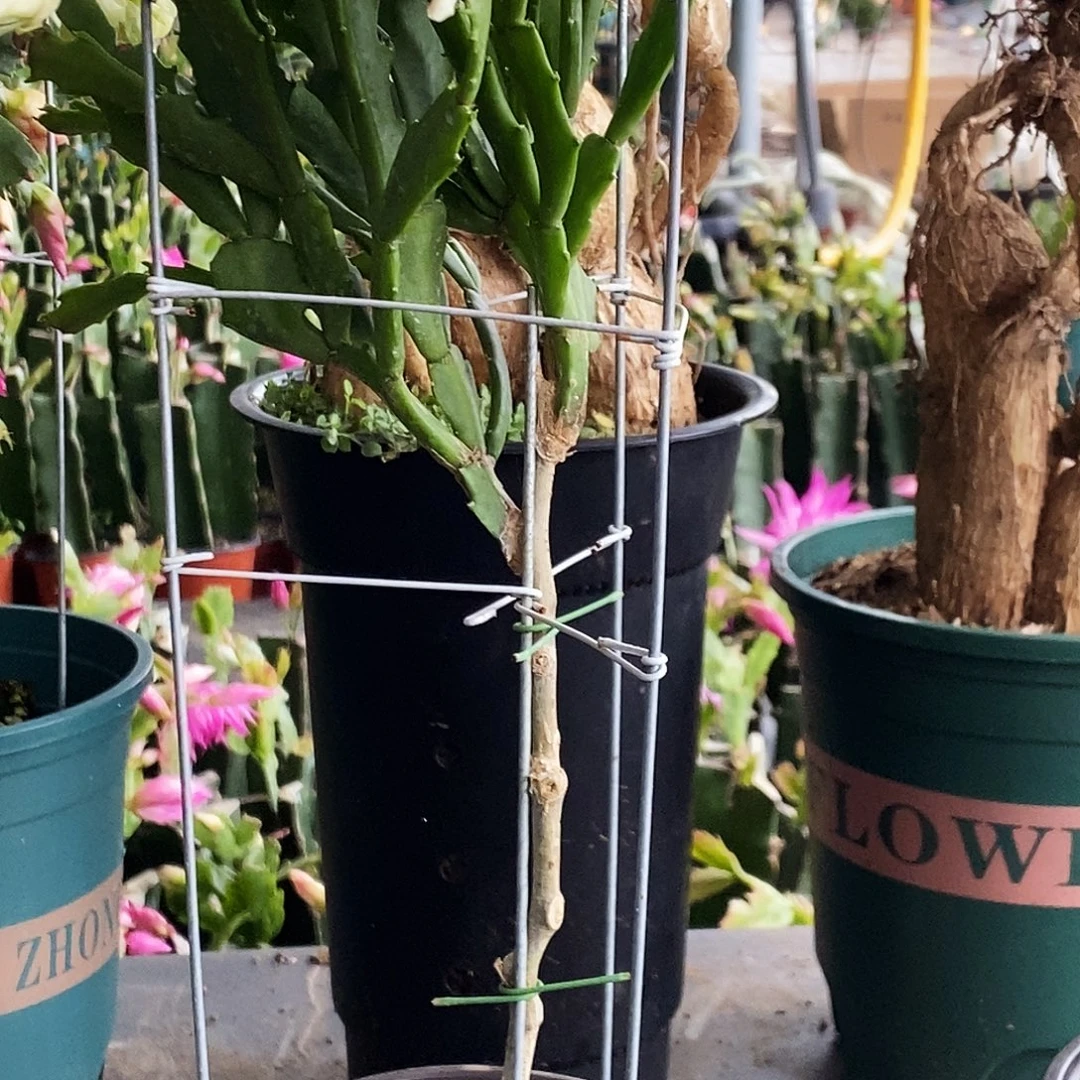 @***珊完全开放叶仙嫁接一物一拍