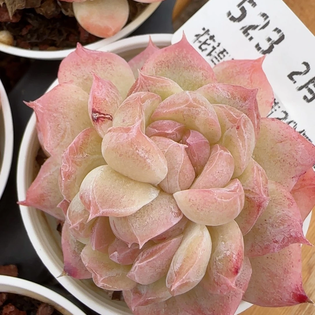 花语逸镜0214-523