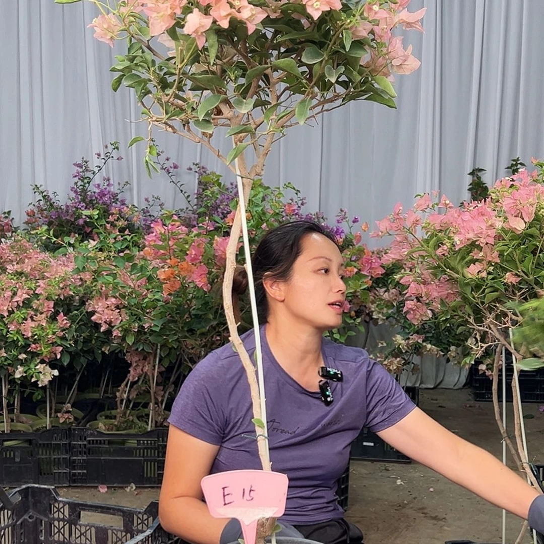 江***人大部分花苞少量开放E15卡亚塔