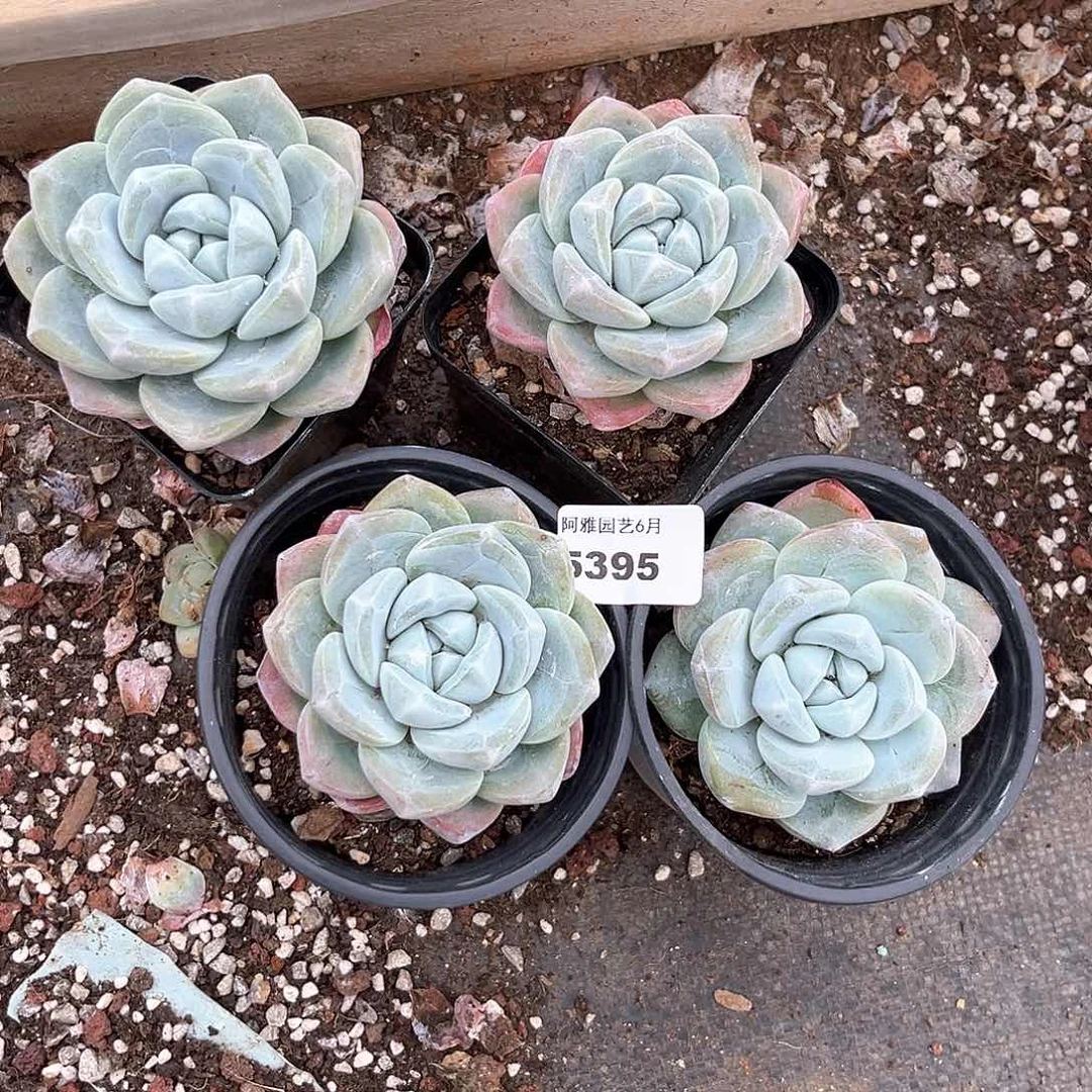 阿雅园艺。      5395冰玉带纹