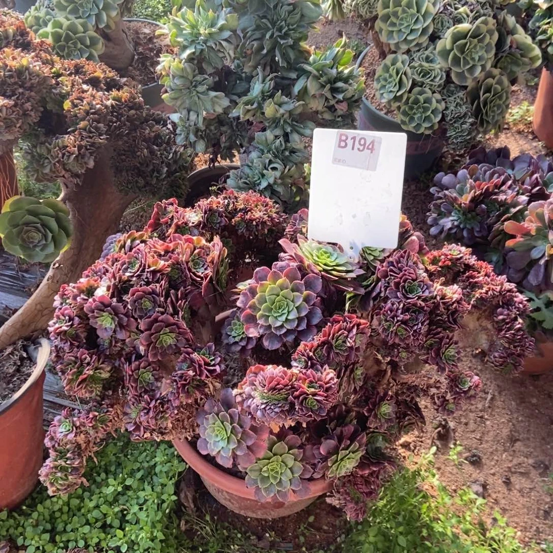 境***B194嘉年华干伤处理寄养