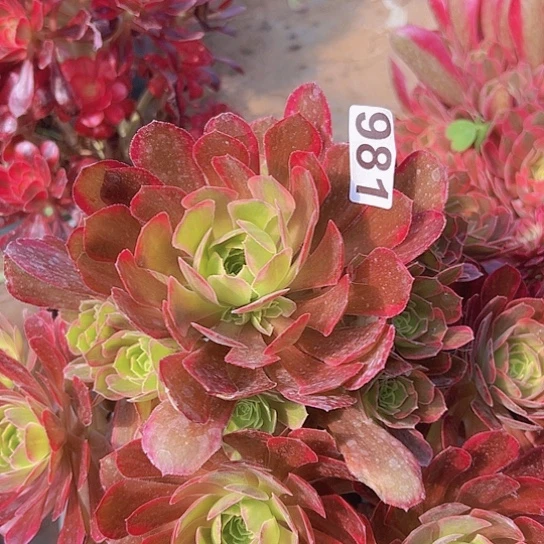 洋*多肉植物一个