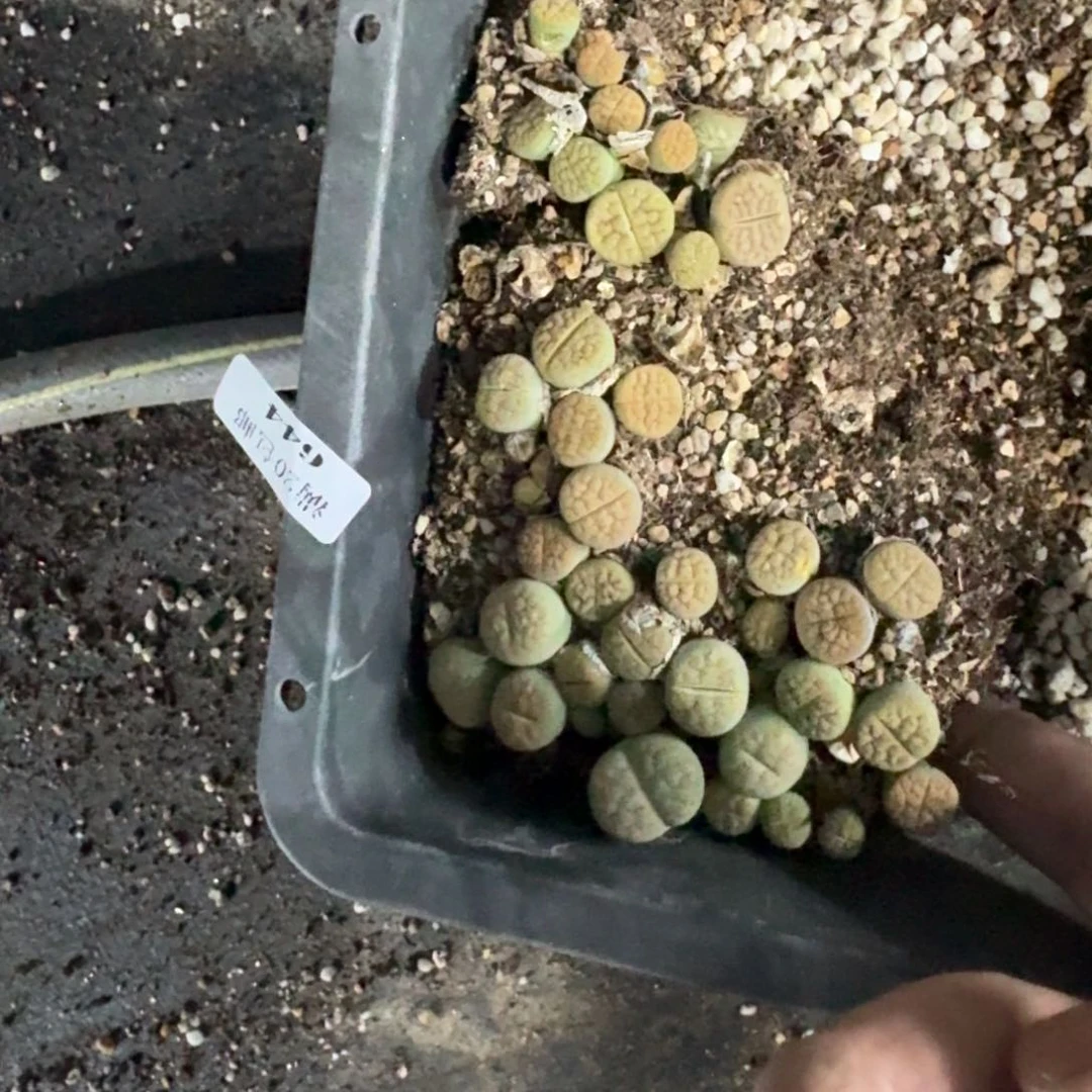 644。 黄绿富贵清框福利脱土