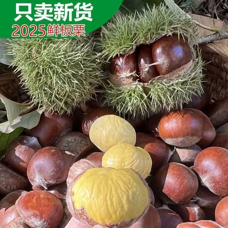 云南高山老树去壳新鲜板栗现摘现发粉糯香甜好剥皮