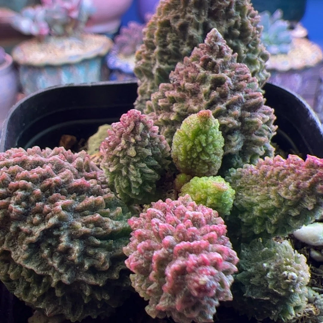 踏***燕你的人生就是一次