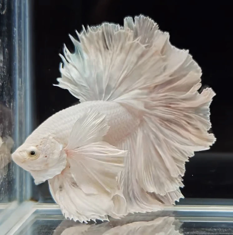 B2(25-48)精品泰国斗鱼小型热带观赏鱼