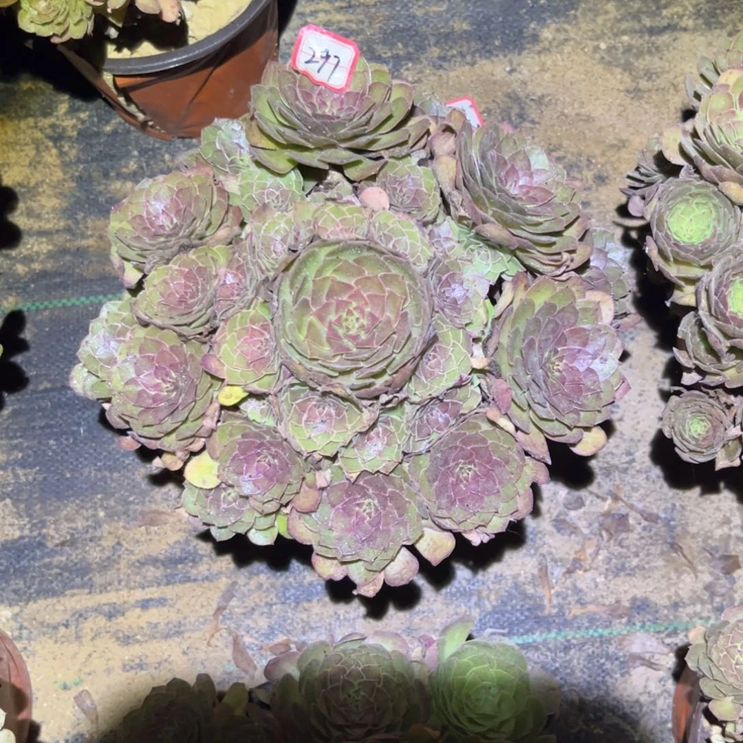 297多肉植物红魔法师