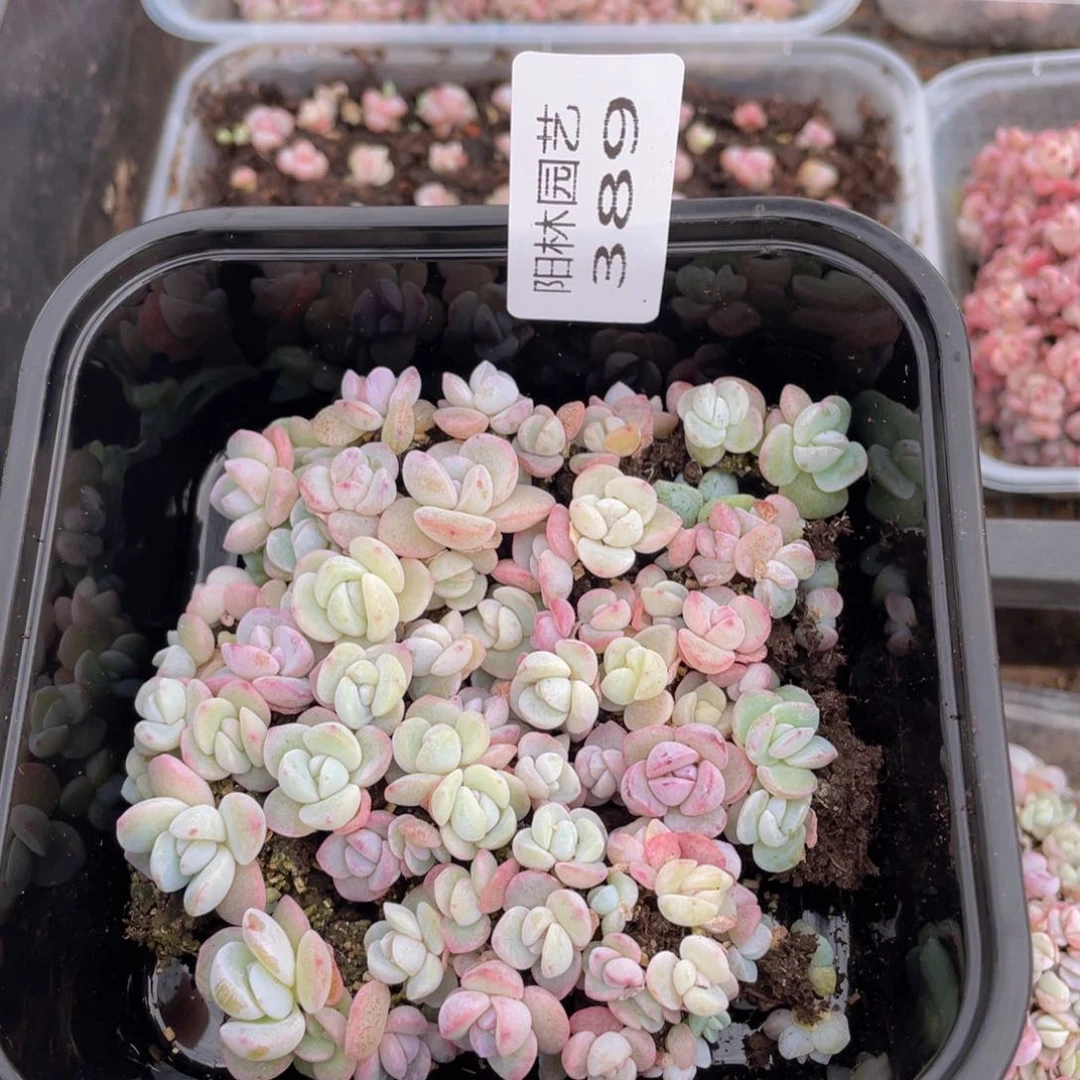 多肉植物多肉植物389