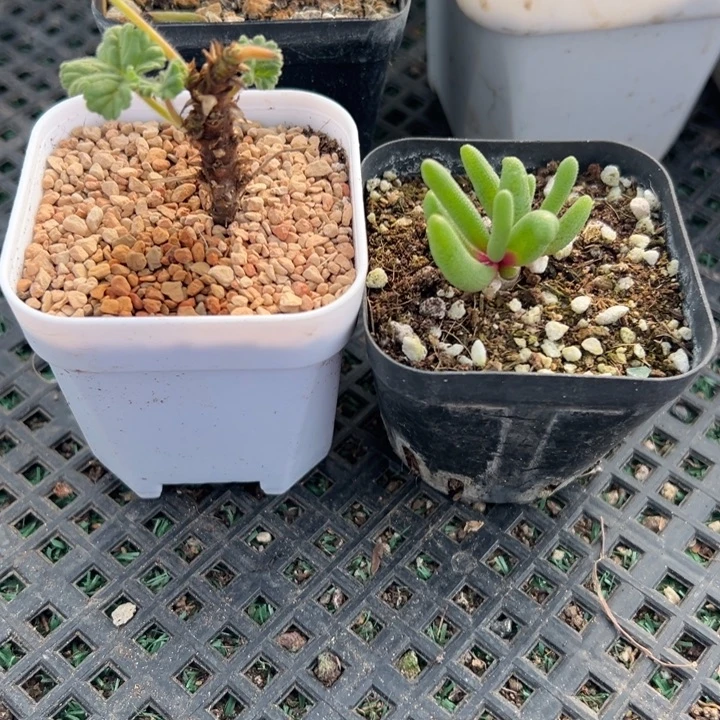 淡青霜➕冰激凌，带盆发