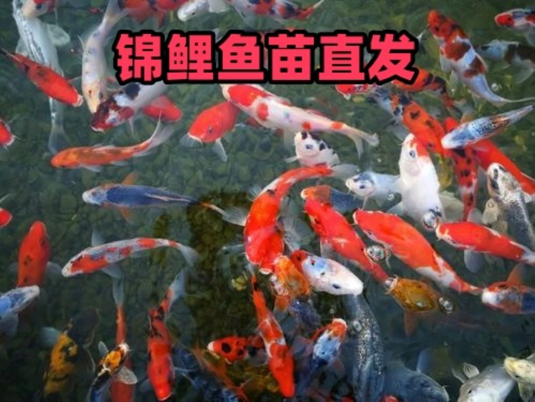 链接 锦鲤小鱼苗 5条